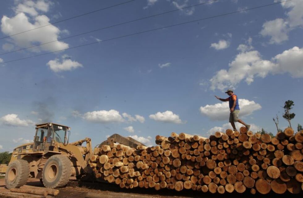 Misiones planea abrir las exportaciones de chip, raleo y en especial subproductos de pinos