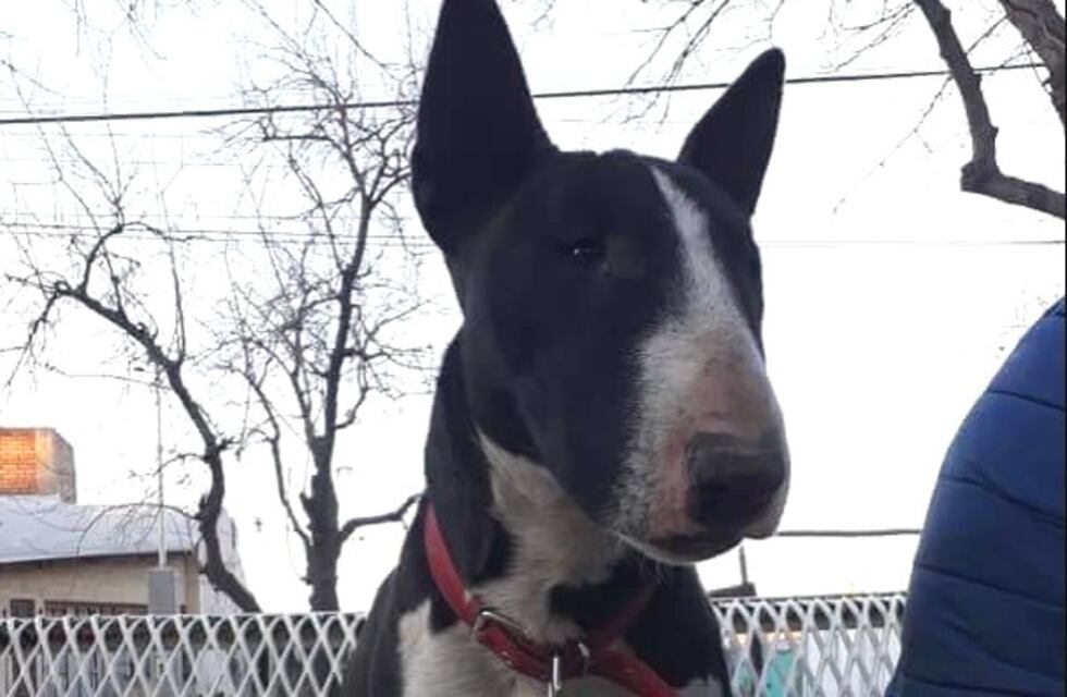 Tiene 3 años, le robaron el perro y ofrece todos sus juguetes de recompensa