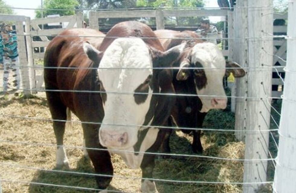 Comenzó la Expo del Centenario