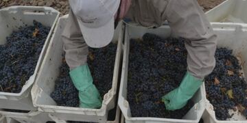 La Asociación de Viñateros de Mendoza se expresó ante la profunda crisis por la que atraviesan\u002E