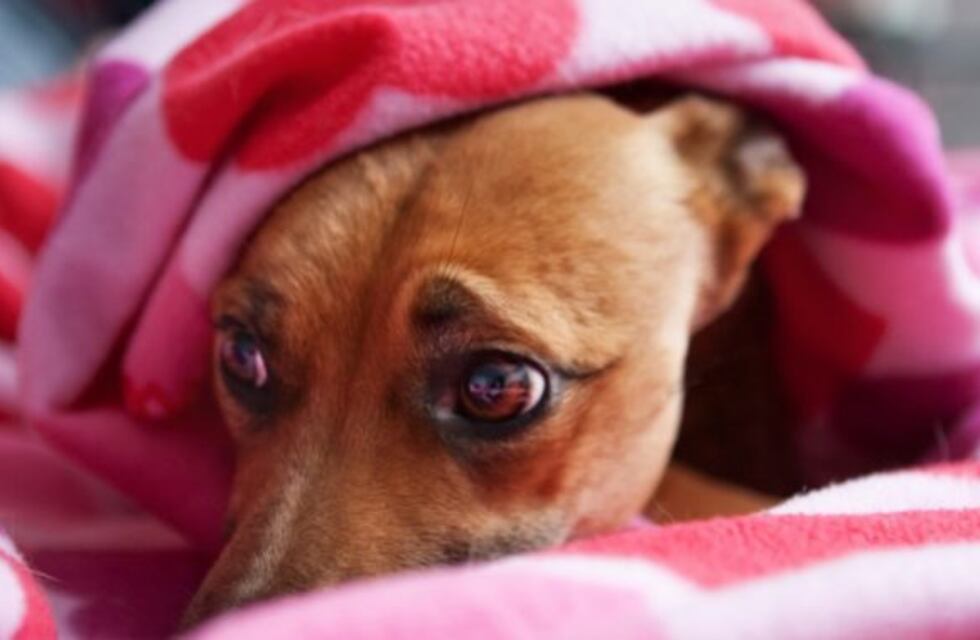 ¿Cómo ayudar a nuestras mascotas ante la pirotecnia?