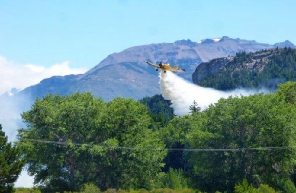 Avanza la recuperación del bosque nativo en Cholila