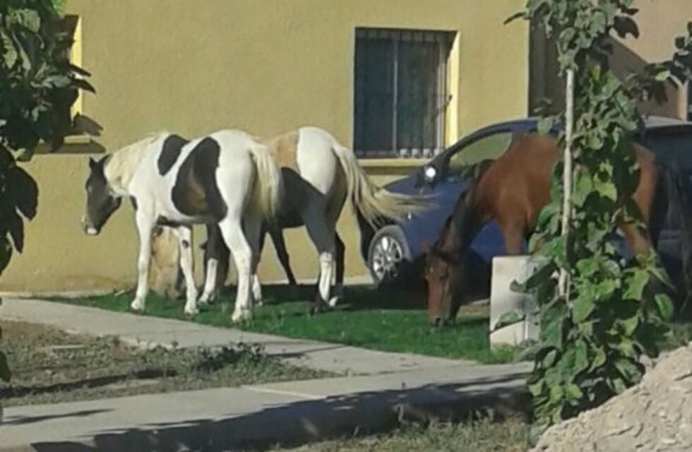 Insólito: caballos sin dueño le comen el pasto a todo un barrio