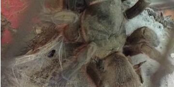 Una lampalagua de más de dos metros y una tarántula fueron secuestrados por la Policía Ambiental en la localidad de Chucul\u002E (Policía Ambiental)