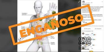 Las infusiones y nebulizaciones de distintas hierbas no curan el nuevo coronavirus\u002E (REDdes)