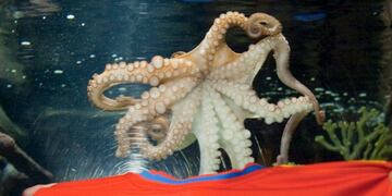 El famoso pulpo Paul, oráculo de los resultados del Mundial de fútbol de Sudáfrica 2010, nada sobre una camiseta de España que lleva su nombre, en el centro marino Sea Life de Oberhausen (Alemania)\u002E EFE/Bernd Thissen Oberhausen