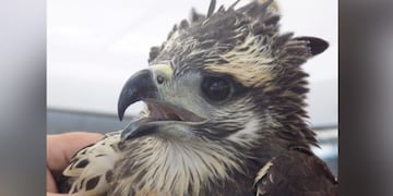 Colocaron un transmisor en un pichón de águila coronada en La Pampa (APN)