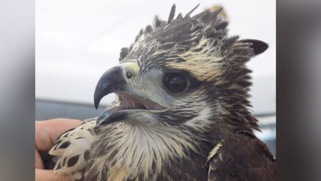 Colocaron un transmisor en un pichón de águila coronada en La Pampa (APN)