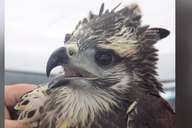 Colocaron un transmisor en un pichón de águila coronada en La Pampa (APN)