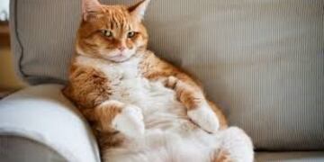 Revisó su celular y se dio cuenta que su gato ¡se saca selfies!