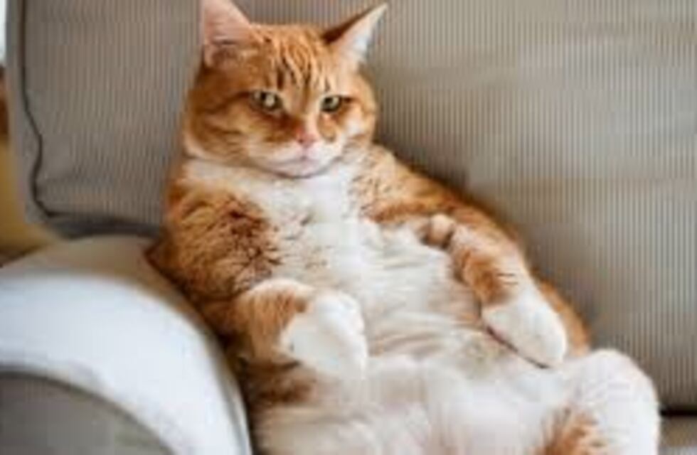 Revisó su celular y se dio cuenta que su gato se saca selfies