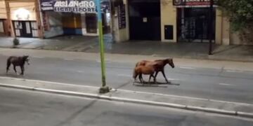 Filman a tres caballos asustados por los fuegos artificiales de Navidad\u002E