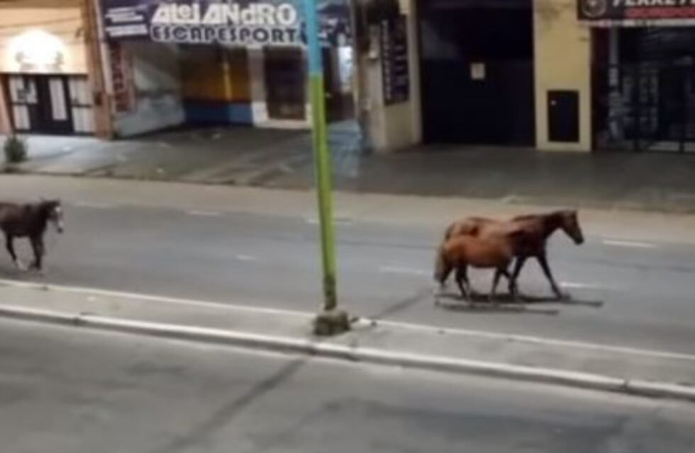 Filman a tres caballos asustados por los fuegos artificiales de Navidad