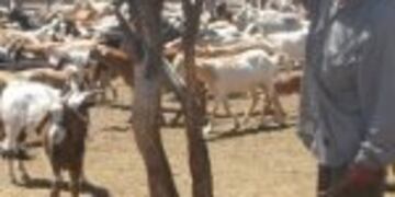 Huarpes de Mendoza reclaman 780 mil hectu00e1reas.