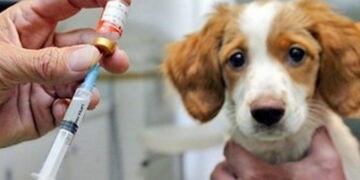 Vacunación Antirrábica