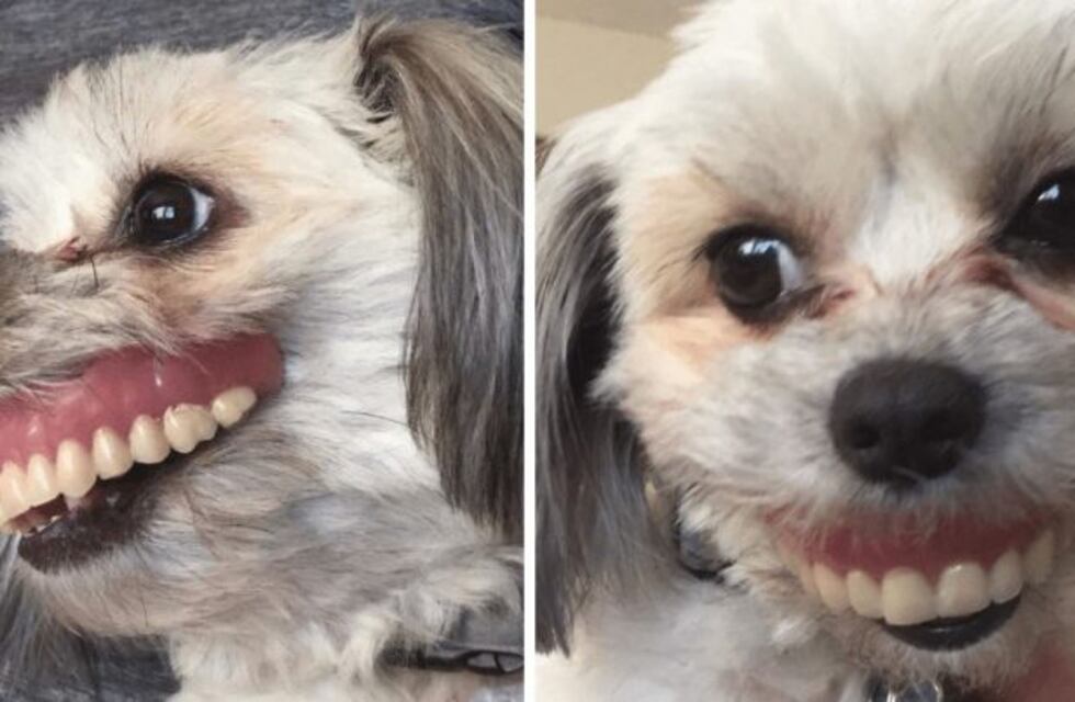 Su perra le robó la dentadura postiza y su sonrisa se hizo viral