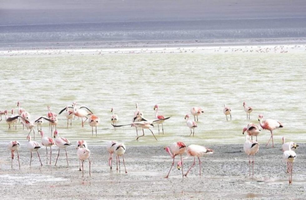 Marea Rosada que proteger en la Puna Catamarqueña