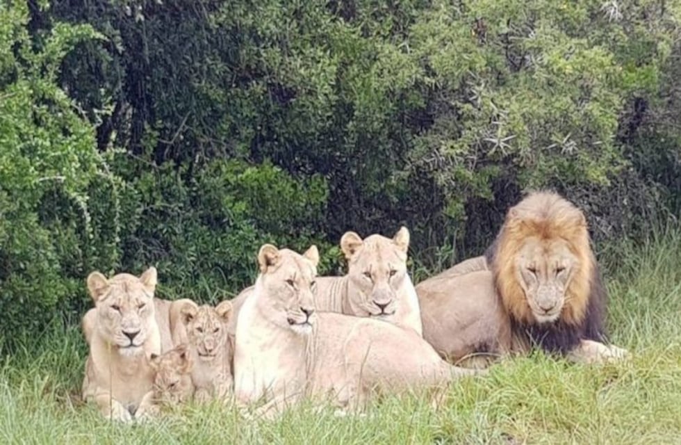 Sudáfrica: buscaban rinocerontes para cazar y una manada de leones los devoró