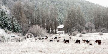 DYN23, SAN MARTIN DE LOS ANDES, 24/06/2010, COPIOSA NEVADA EN SAN MARTIN DE LOS ANDES\u002E FOTO:DYN/DIARIO RIO NEGRO/PATRICIO RODRIGUEZ\u002E SAN MARTIN DE LOS ANDES COPIOSA NEVADA EN SAN MARTIN DE LOS ANDES tormenta de nieve