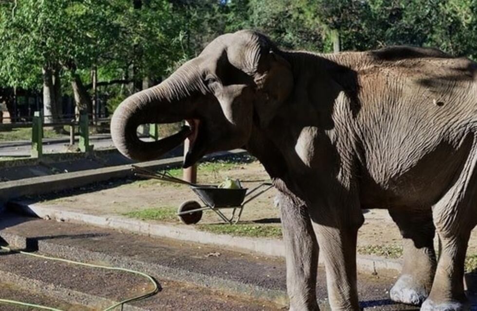 Extremos cuidados por el delicado estado de salud de la elefanta del zoo de La Plata