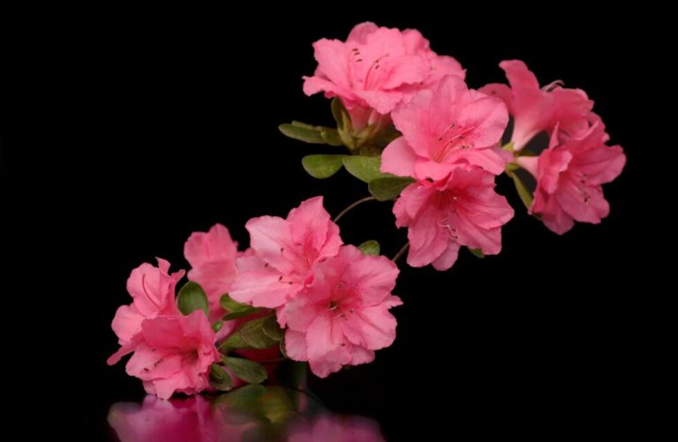 Azaleas de la buena suerte: ¿cuál es el secreto de su cultivo?