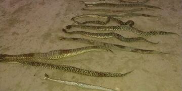 Repudian la matanza de decenas de ejemplares de yarará en el departamento Las Colonias\u002E (@mariogalopo)