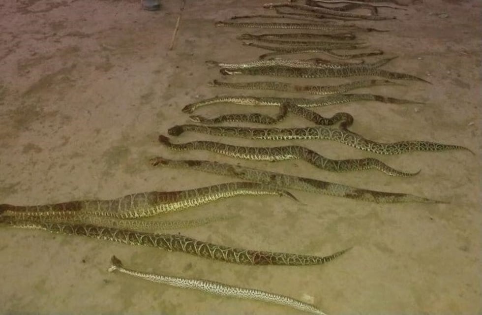 Repudian grabación viral que muestra la matanza de decenas de serpientes en Las Colonias