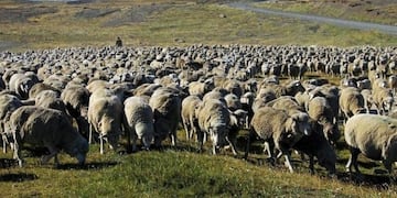 el calafate ovejas