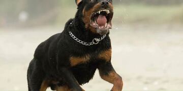 Un Rottweiler atacó a una niña en San Rafael