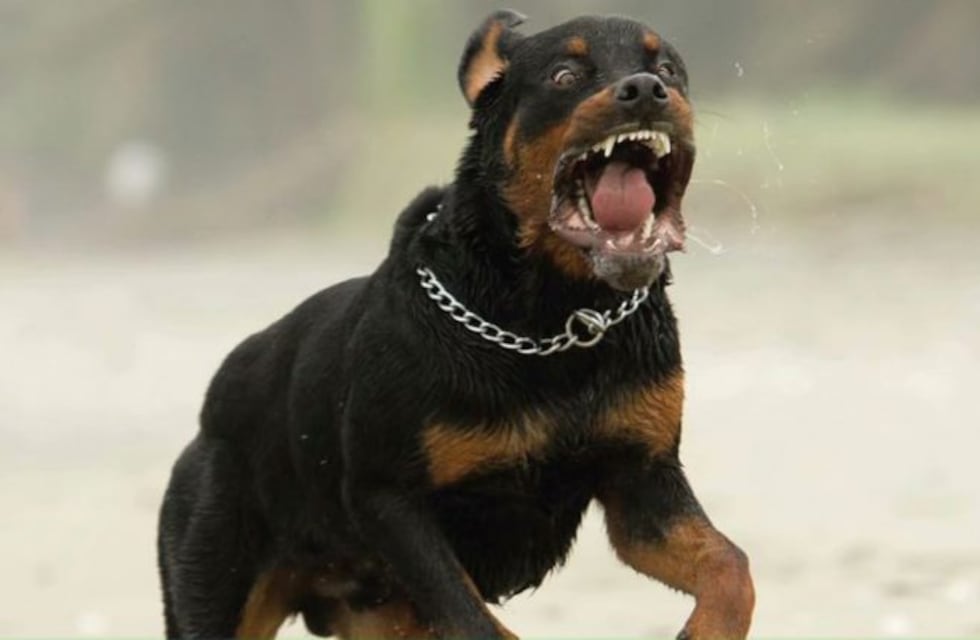 Dos Rottweiler casi matan a una nena de cuatro años