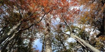 Bosque nativo fueguino