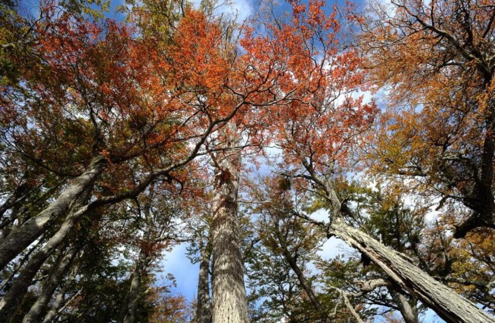 La UNTDF coordinará un plan de manejo de espacios verdes comunitario en Río Pipo II