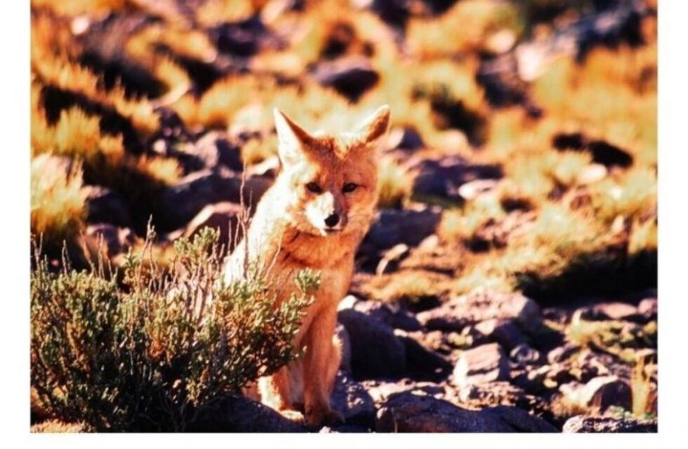 Trabajan en la detección del tráfico ilegal de la Fauna Silvestre a nivel nacional