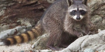 Mayuato u osito lavador (web)