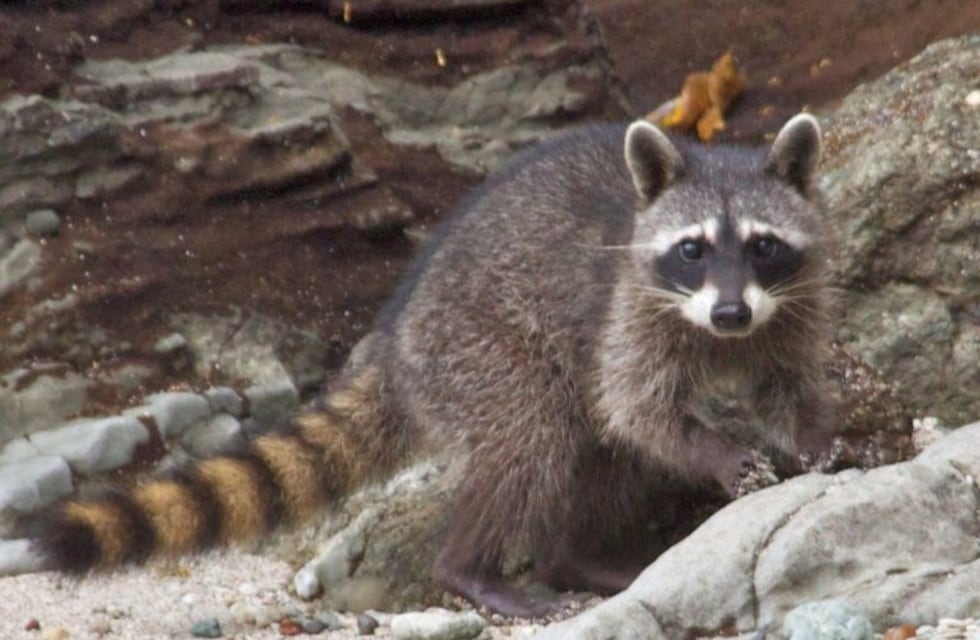 ¿Conocés al mayuato, u osito lavador?