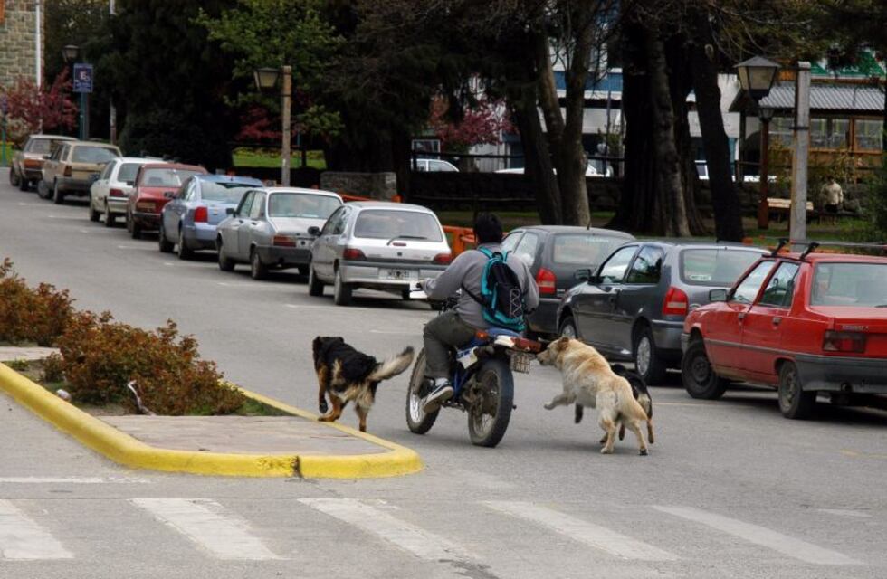 Una nena quedó internada luego de ser atacada por perros callejeros en Mar del Plata