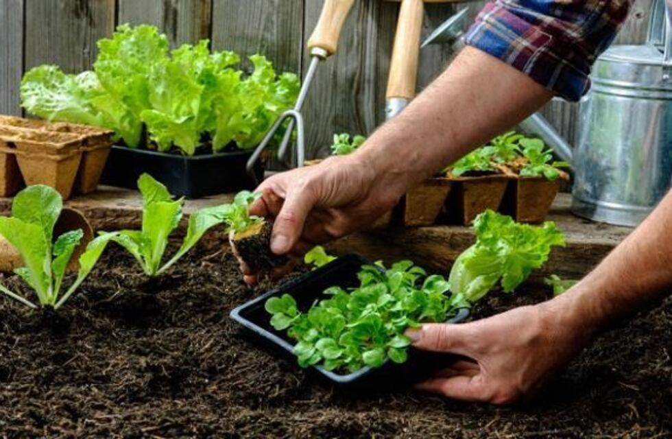 Promueven el desarrollo de huertas familiares