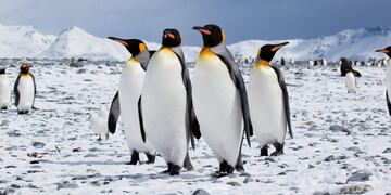 Pinguinos Rey