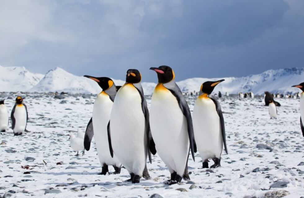 Antártida: los pingüinos rey producen grandes cantidades de gas de la risa