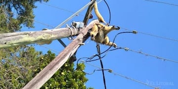 Monos electrocutados