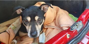 La perrita atropellada\u002E (TN)