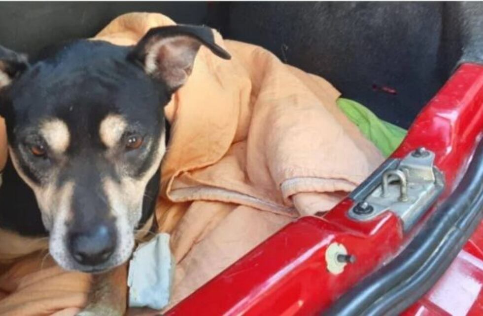 Una enfermera le salvó la vida a una perrita atropellada en la Panamericana