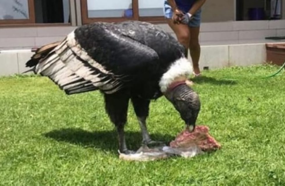 Pusieron a descongelar la carne para el asado y dos cóndores se la robaron