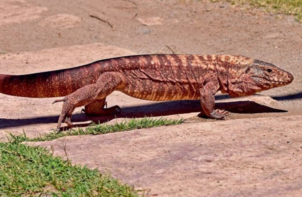Polémica por una medida que autoriza la caza de la iguana colorada