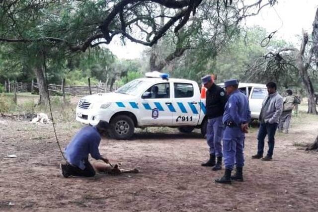 El puma fue trasladado a la reserva natural de Guaycolec