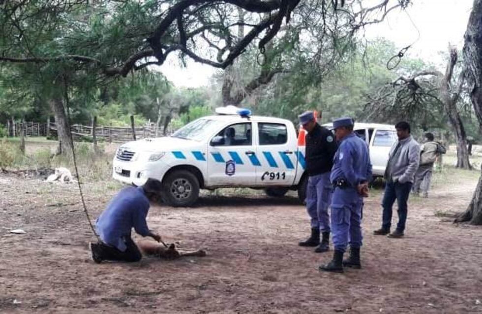 El puma le comía las ovejas. Lo cazó, lo mantuvo en cautiverio y lo entregó a las autoridades