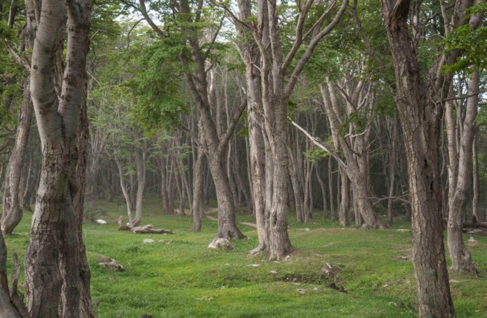 Impulsan proyectos de ley para resguardar los bosques fueguinos