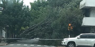 Varios árboles cayeron en la ciudad de Rosario\u002E (@gerpe30)