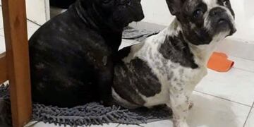 Perros robados Carlos Paz