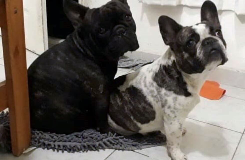 Mascotas robadas en barrio Santa Rita de Carlos Paz